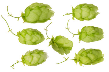 Green fresh hop cones for craft brewing set isolated on white background close-up