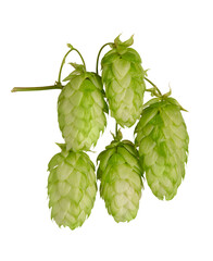 Green large fresh five hop cones hanging on branch isolated on white background