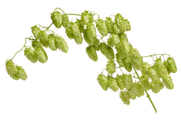 Fresh green hops plant branch with many cones isolated on white background