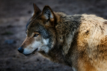 Obraz premium Majestic Gray Wolf standing in forest sunlight, powerful wild predator portrait in natural habitat, Canis lupus 
