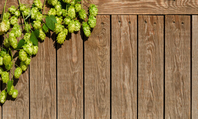 Wooden background of brown planks with green hop cones on branch, copy space