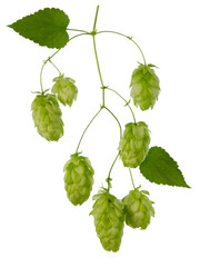 Branch of hop plant with green leaves and cones on stem isolated on white background