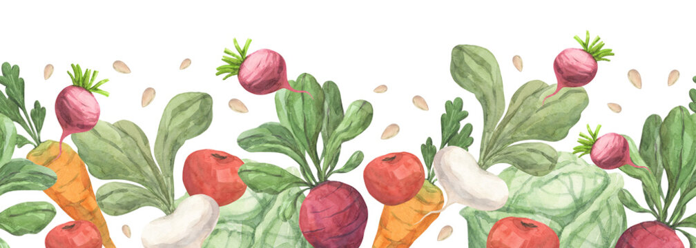 A seamless watercolor border featuring garden vegetables: cabbage, carrots, beets, tomatoes, and radishes. This garden-themed seamless pattern is perfect for packaging, printing, textiles, and interio