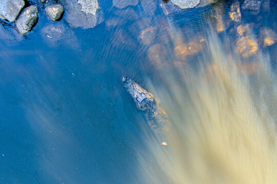 An American Alligator in Mobile Bay