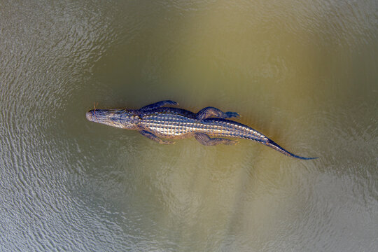 An American Alligator in Mobile Bay