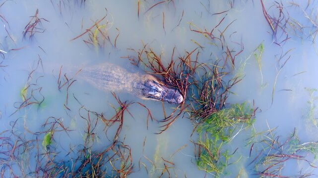 An American Alligator in Mobile Bay