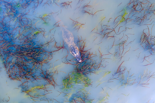 An American Alligator in Mobile Bay