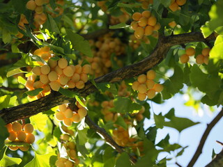 銀杏が沢山実っている