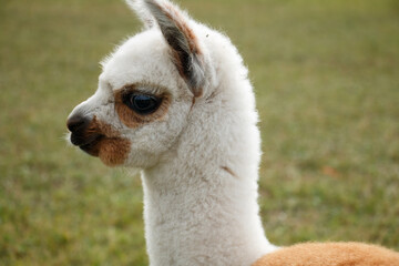 Obraz premium Young alpaca cria portrait in meadow