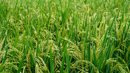 Obraz premium Lush Green Rice Paddy Field