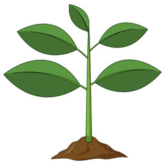Green seedling growing, plant sprout in dirt, ecology growth concept, organic farming element, nature garden life