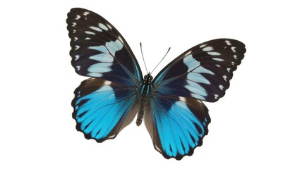 Obraz premium A majestic blue and black butterfly displays its intricate patterns with wings spread wide.