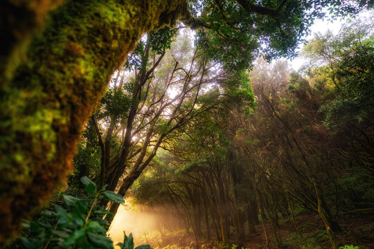 Mystischer Lorbeerwald auf La Gomera mit Sonnenlicht im Nebel