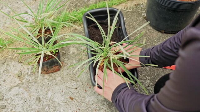Close-up of hands placing a leafy plant into a planter during repotting outdoors on a backyard patio. DIY home gardening and plant care with soil preparation.