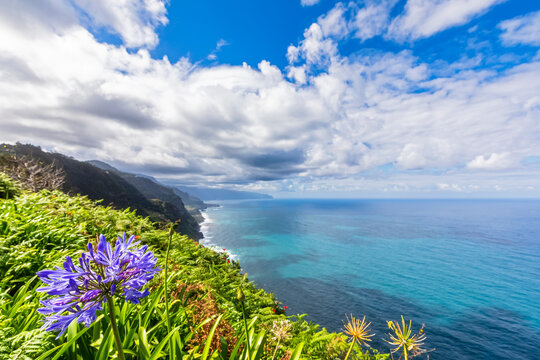 Agapanthus flower overlooking north coast at Miradouro da Vigia Madeira