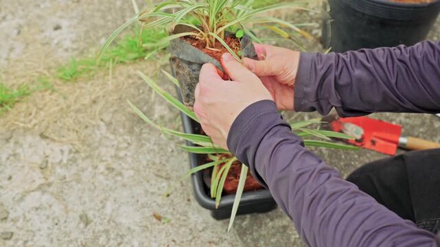 Close up of hands holding the root ball of a green plant after removing its plastic pot, getting ready to plant it into a black rectangular planter outdoors.