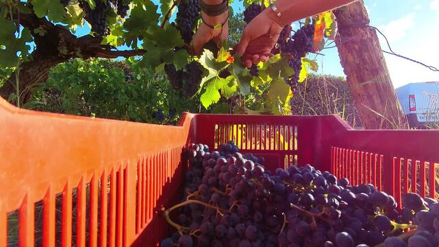Hands Picking Ripe Grapes into Crate in Rh&ocirc;ne Valley Vineyard During Harvest Season, Traditional Winemaking and Manual Labor, Close Up Shot, 4K