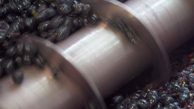 Rotating Steel Auger Transporting Crushed Red Grapes Inside Winery During Harvest, Industrial Wine Production and Fermentation Preparation, Macro Close Up