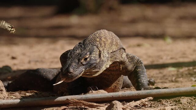 Cinematic shot of a large Komodo dragon sitting on dry land flicking its long forked tongue as a beautiful butterfly flies across the foreground