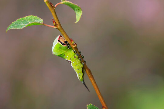 Fork-tailed caterpillar on branch in summer nature Germany