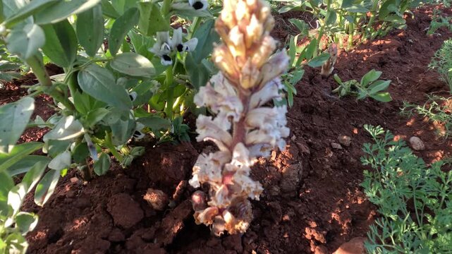 Broomrape parasitic plant growing among fava bean crops in a field, shows white, yellowish flowers attached to host roots, illustrating agricultural infestation, crop damage, and plant parasitism.