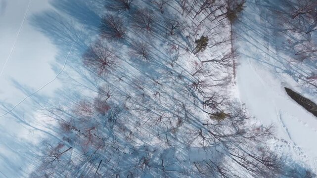 Aerial view of snowy forest offers calm and minimalist winter scene