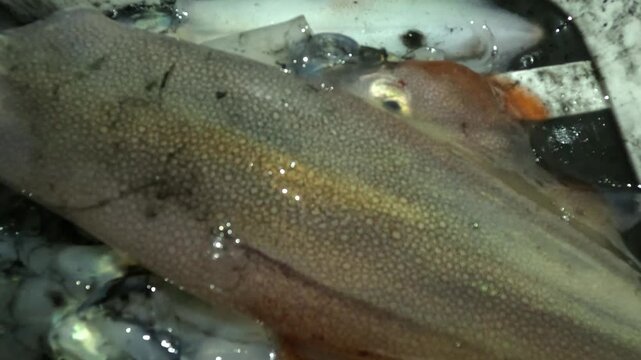 Several freshly caught squid display wet bodies with pale, reddish, and bluish tones, visible fins, large reflective eyes, and chromatophores, highlighting their natural camouflage and fresh seafood.