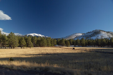 Snow Capped Humphreys Peak in San Francisco Peaks from Kendrick Park Arizona with Copy Space