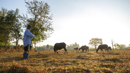 A farmer stands in an open field watching while cattle graze nearby. The sun shines bright in the sky, creating a warm scene in a rural area © Happy Photo