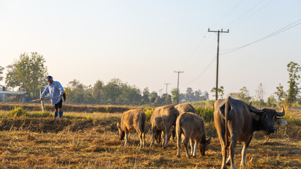 A farmer uses a tool in a field while buffalo graze nearby. The scene is set in the morning light with electricity poles lining the area © Happy Photo