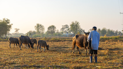 A farmer stands in a field watching water buffalo as they graze. The sun rises in the background, casting light on the scene. Trees and a house are seen in the distance © Happy Photo