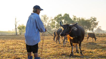 A man stands in a field holding the rope of a water buffalo at sunrise. Other buffaloes graze in the background under a clear sky. The scene shows rural life and daily farm activities © Happy Photo