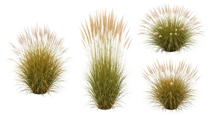 Four green and yellow grass tufts with varying heights and densities isolated on transparent background