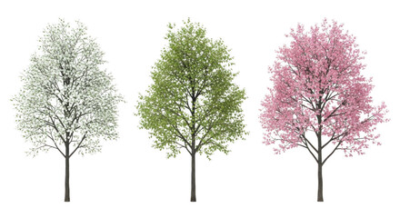 Three trees in different seasons with white, green, and pink leaves isolated on transparent background