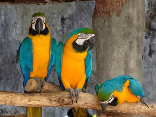 Vibrant blue-and-yellow macaw perched on wooden branches in a lush tropical setting. Detailed feathers, bright colors, and natural background create a striking wildlife portrait perfect for nature and © วรัญญู สุนโท
