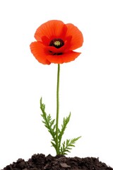 A vibrant red poppy flower standing tall against a white background