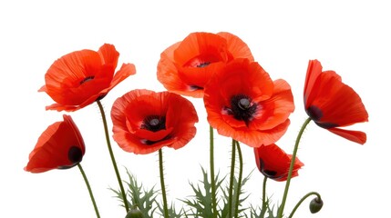Fototapeta premium A vibrant bouquet of red poppies standing tall against a stark white background