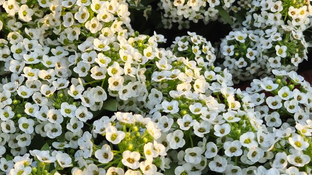 Dense cluster of blooming white Sweet Alyssum flowers in a spring garden.