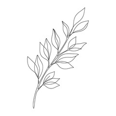 Fototapeta premium Simple black and white line drawing of a leafy branch.