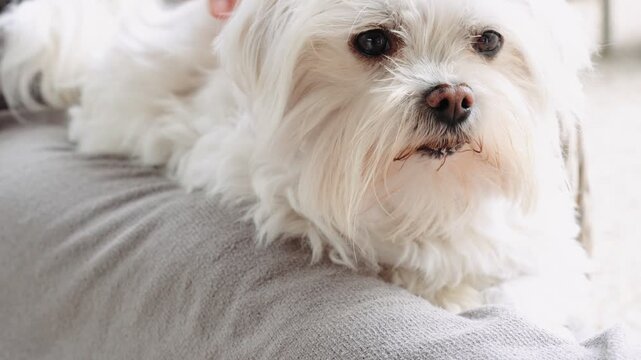 Cute White Maltese Dog Yawning Widely with Tongue Out While Being Petted on Lap &mdash; Sweet Relaxed Pet Lifestyle Clip