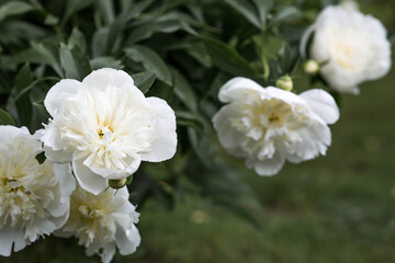 Fototapeta premium Close-up of a blooming white peony. Flower and bud in raindrops. Green natural background. Flowering garden. Beautiful bokeh.