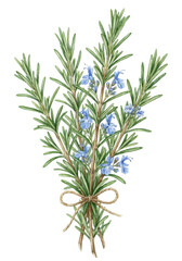 Fototapeta premium Rosemary bundle with flowers botanical watercolor isolated on white