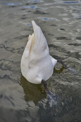 white swan upside down on the water