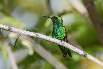Fototapeta premium Beautiful hummingbird. The blue-tailed emerald, Chlorostilbon mellisugus, Bonaire, Caribbean Netherlands