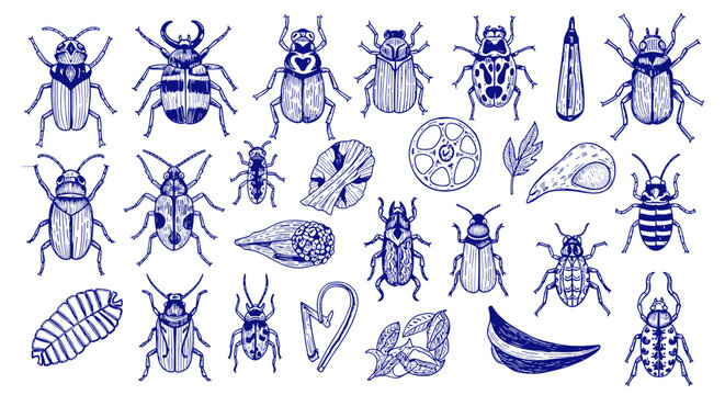 Collection of detailed hand drawn beetle illustrations in blue ink on a white background vintage style insect art