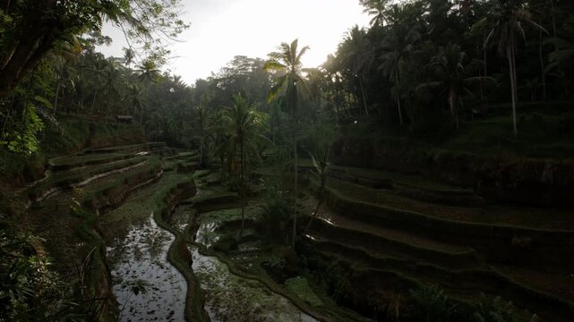 Timelapse of cultural agricultural landscape and tropical palm surroundings in Ceking ricefield, bali