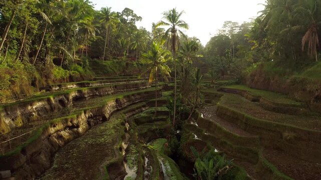 Traditional rice terraces in Bali viewed by drone.