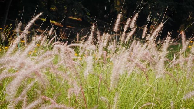 Camera footage of foxtail grass swaying in warm golden sunlight. Soft focus background with natural bokeh and peaceful outdoor atmosphere in late afternoon.