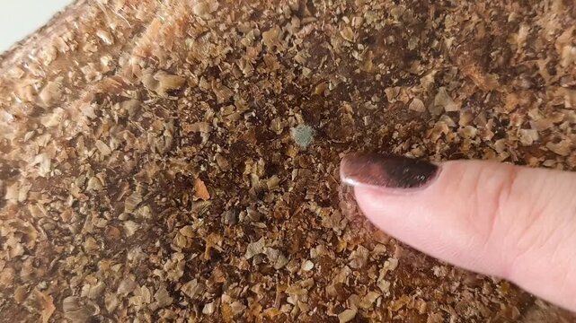 A finger points to mold on the bread in the package. Growth of bacteria, fungus in food. Spoiled whole grain bread