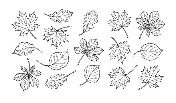 Autumn Leaf Doodle Outline Collection Oak Maple Chestnut Vector for Coloring and Stickers
